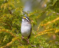 Our list of backyard birds for saturday included but wasn't limited to: The Great Backyard Bird Count This Weekend Maine Audubon