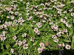 Image result for Phyla nodiflora