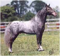 Larger horses that aren't exactly draf Miniature Horse Facts Information Scott Creek Miniature Horse Farm