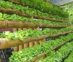 Der salatbaum ist ein geniales konzept zum thema vertikaler garten. 1 Pflanztisch Rinne Rechteckig Durchmesser 70 Mm Hydroponik Und Aquaponik Art N 00085 1 1 1 1 H A Selbstversorger Garten Nachhaltige Produkte