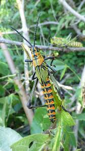 Image result for Sopubia mannii