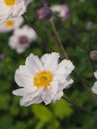 Imagine masses of hollyhocks, daisies, phlox, catmint, and foxgloves mingling together and spilling out of garden beds. Hardy S Cottage Garden Plants Ready To Reveal Their Frilly Knickers