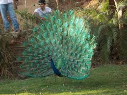 Peacock is an extremely strange movie. The Tail Of The Peacock Protecting India S National Bird From Illegal Poaching And Trade Oxford Martin Programme On The Illegal Wildlife Trade