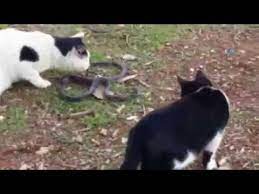 kedilerin yilan kavgasi kamerada youtube