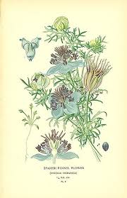 Spanish Fennel Flower Nigella Hispanica Botanical Drawings Botanical Illustration Botanical Art