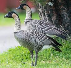 More images for what is the state bird of hawaii » Hawaii State Bird Nene