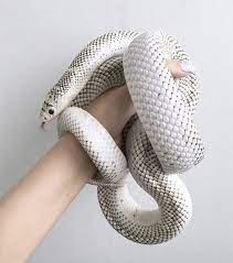 White Sided Brooks Kingsnake Pet Snake Reptiles And Amphibians Cute Snake