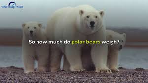 Thankfully the weight goes down over time (food consumption), but the fist few days will be a bear. How Much Does A Polar Bear Weigh Youtube