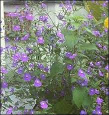 Image result for Browallia americana