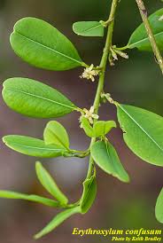 Image result for Eriocoelum