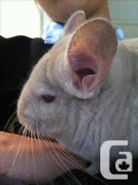 Fortunately, we've made the process of finding a reputable chinchilla breeder easier for you. Female Chinchilla Most Probably Pregnant Cage Bath House Water Bottle For Sale In Telegraph Cove British Columbia Classifieds Canadianlisted Com