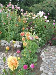 Dahlien Beet Garden Plants Dahlia