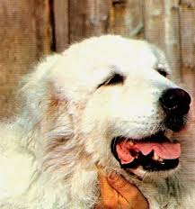 Race de chien dans belle et s?bastien. Les Animaux Dans Belle Et Sebastien