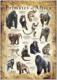 Image result for Monotes africanus