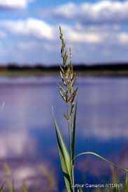 Image result for Polystachya melanantha