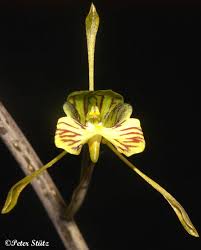 Image result for Oeceoclades saundersiana