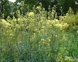 Image result for Satyrium flavum