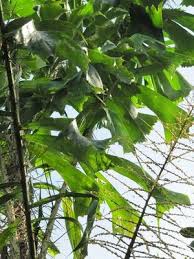 Image result for Aiphanes horrida