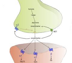 Image result for Norepinephrine
