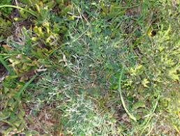 Image result for Argyrolobium stolzii