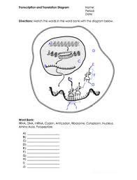 Transcription and translation practice worksheet example: Protein Synthesis Worksheet By Science Lessons That Rock Tpt