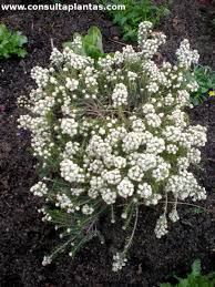 Image result for Phylica