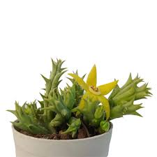 Image result for Orbea semota