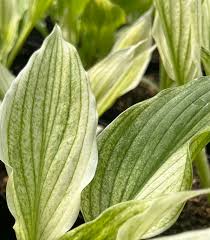 Image result for Hosta White Feather