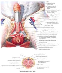 Unleash perineum power with expert tips