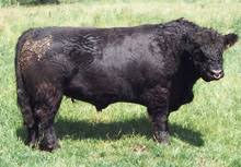 Sie gehören zu den ältesten rinderrassen und stammen aus dem namensgebenden. Rassebeschreibung Galloway Rinder Galloway Interessengemeinschaft Nord E V