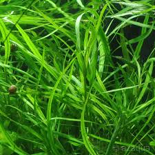 Image result for Hygrophila cataractae
