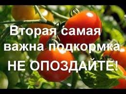 чем подкормить томаты во время цветения и завязывания плодов Podkormka Urozhaj Udobrenie Podkormka Pomidor Ogurcov Perca I Baklazhan Na Osnove Zoly I Bora Eto Ne Podkor V 2020 G Tomatnye Gryadki Ovoshnoj Ogorod Posadka Ovoshej
