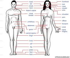 30 human body facts for kids. Human Body Parts List Photos