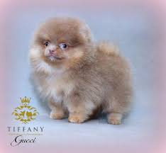 They are pure bred pomeranians. 23 Brown Pomeranian Chihuahua Mix Puppy L2sanpiero