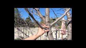 Pruning for open center or vase. Pruning Fruit Trees Youtube