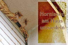 Tipps und tricks, um hornissen im zimmer loszuwerden. Hornissennest Am Haus Hornissen Umsiedeln Statt Vertreiben