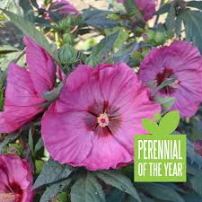 The hardy hibiscus is able to survive and thrive even in zones 4 and 5. Perennial Of The Year Hardy Hibiscus Rose Mallow Hibiscus Flower Garden