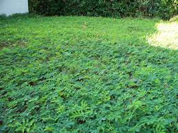 Garden Answers Plant Identification App Ground Cover Plants Florida Gardening Plants