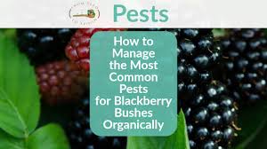 Almost all fresh blackberries have worms in them, in fact. How To Manage The Most Common Pests For Blackberries Organically In Your Backyard Vegetable Garden From Seed To Spoon Vegetable Garden Planner Mobile App