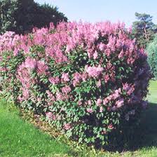 Image result for Syringa prestoniae