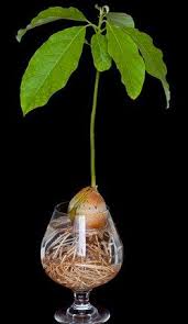 Avocado Zuchten Schneiden Tipps Und Pflegefehler Avocados Zuchten Vorbereitung Des Kerns Zucht Im Wassergals Und Avocado Zuchten Avocado Baum Avocadobaum