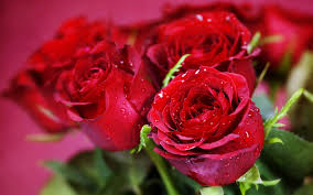 Access all images on istock with our premium subscriptions and rollover unused downloads. Wallpaper Water Droplets Flowers Red Roses Close Up 2560x1600 Hd Picture Image