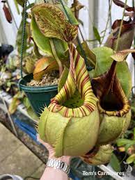 Tropical Pitcher Plants: How to Care for Monkey Cups