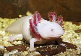 10 best amphibian facts for your christmas pub quiz cheat sheet. Amphibians Quiz Amphibians Quiz For Kids Dk Find Out
