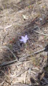 Image result for Wahlenbergia wittei