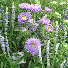 Farbenfrohe Sommerastern Blutenfarben Pflanzen Garten Pflanzen