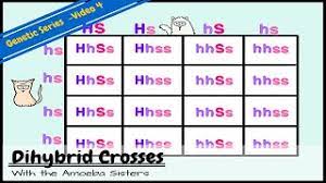 Punnett squares monohybrid dihybrid and sexlinked crosses 507. Dihybrid And Two Trait Crosses Youtube