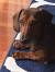 Shaded Red Dapple Dachshund