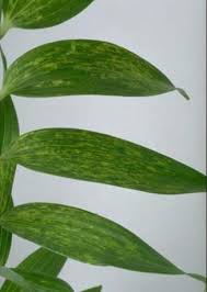 You can remove old leaves once they start to yellow and be aware that excessive light can also cause this pattern of coloration, so make sure you've identified the correct cause. Diseases Of Lily Springerlink