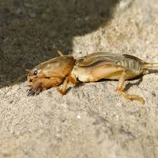 Pest mole crickets and their control. Mole Crickets